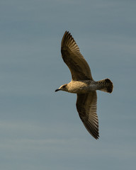 Seagull flies above looking down for food