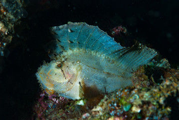 Leaf Scorpionfish Taenianotus triacanthus
