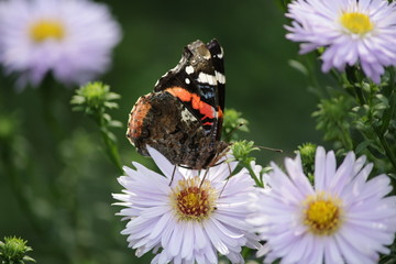 butterfly, flower, insect, nature, summer, garden, green, macro, admiral, red, wings, orange, wing, animal, spring, wildlife, beautiful, wild, yellow, plant, white, flowers, 