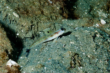 Yellow-Pepper Shrimp-Goby Vanderhorstia sp7