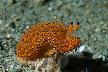  Janolus sp. 1 Nudibranch