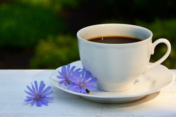 Cup with chicory drink and blue chicory flowers on white wooden table on the background of the garden.