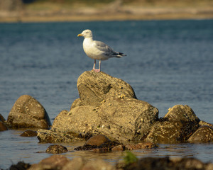Seagull on top of a rock in the sea