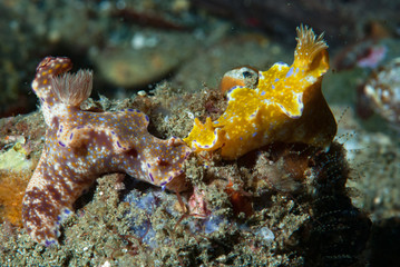 Ceratosoma nudibranch