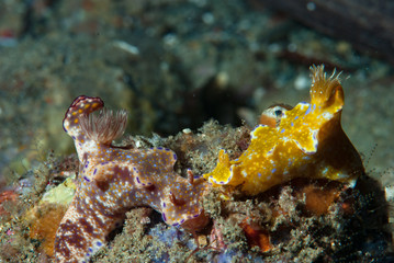 Ceratosoma nudibranch