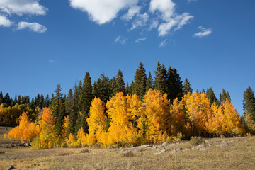 colorful autumn aspen trees in the mountains