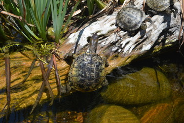 Turtles Sunning
