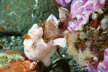 Painted frogfish Antennarius pictus Juvenile
