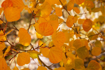 Naklejka na ściany i meble autumn aspen leaves on tree