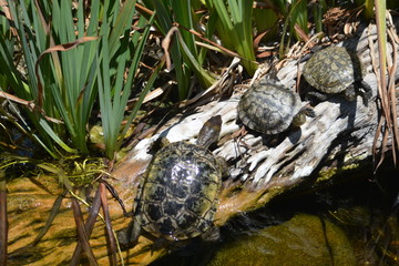 Turtles Sunning

