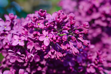 Macro image of spring soft violet lilac flowers, natural seasonal floral background. Can be used as holiday card with copy space.
