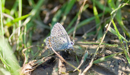 Papillon bleu, gris et orange