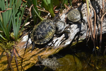 Turtles Sunning
