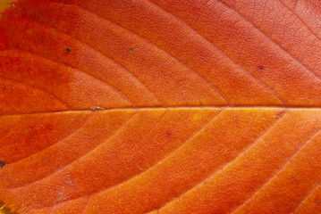 Obraz premium Autumn leaves