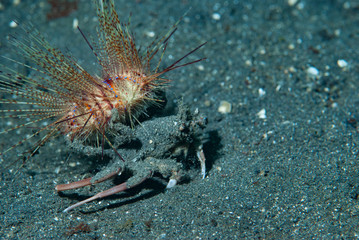 Sea Urchin Carrying Crab Dorippe frascone