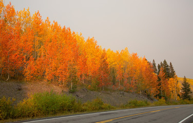 Vibrant fall aspens in western Colorado with colorful yellow and red leaves
