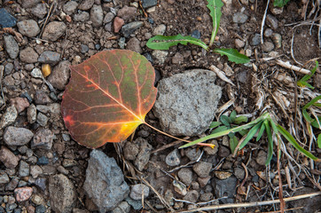 Aspen leaf on the ground.  
