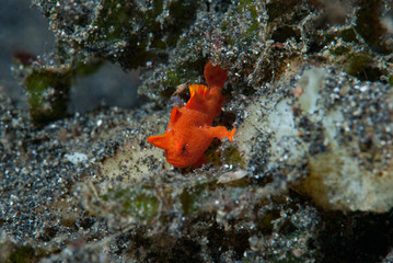 Painted frogfish Antennarius pictus Juvenile