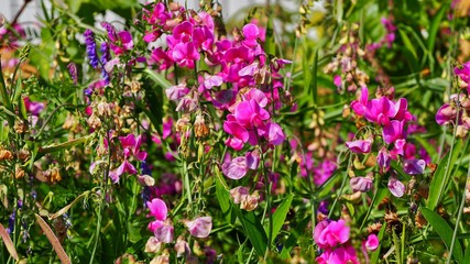 Sweet Pea Flowers 