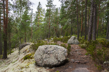 Stony hiking trail in the forest. - 225064493
