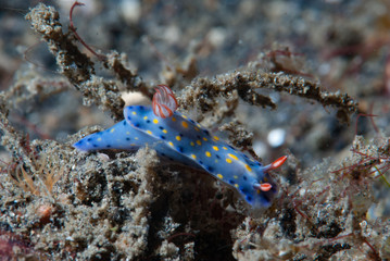 Hypselodoris infucata