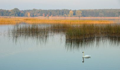 Autumn on the lake. White swan on foreground, reeds on background. - 225064848