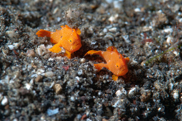 Painted frogfish Antennarius pictus Juvenile