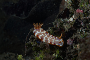 Chromodoris setoensis Nudibranch