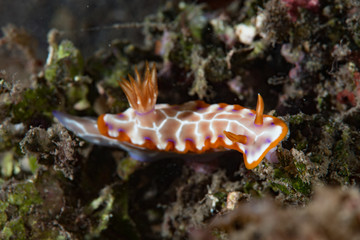 Chromodoris setoensis Nudibranch