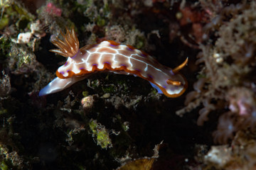 Chromodoris setoensis Nudibranch