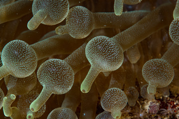 Bubble Sea Anemone Entacmaea quadricolor