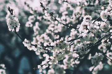 Apricot tree flower with buds blooming at sptingtime, vintage retro floral background, shallow depth of field