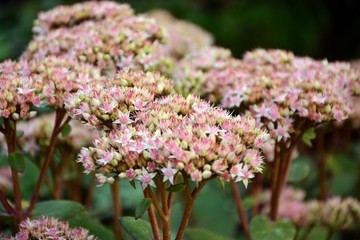 Stonecrop prominent sedum in the garden closeup.