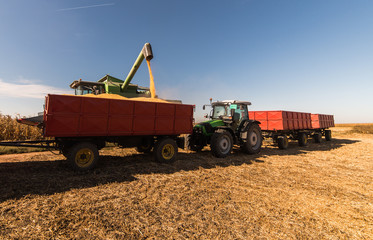 Pouring corn grain into tractor trailer after harvest