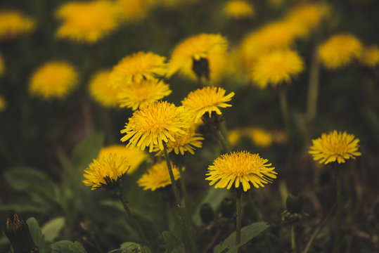 Dandelion yellow flower growing on the green meadow in spring time, natoral seasonal floral background with copy space