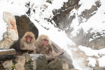 Snow monkey at Jigokudani, Nagano, Japan