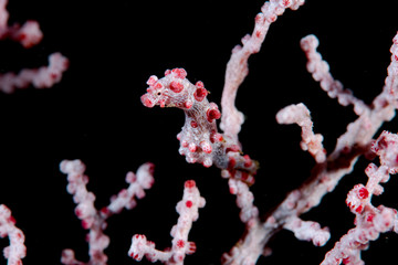 Hippocampus bargibanti © Francesco