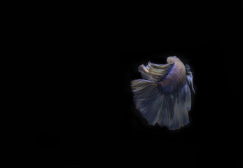 Half moon Betta or Siamese Fighting Fish Swimming Isolated on Black Background