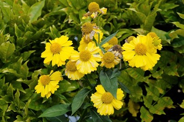 fiore giallo natura foglie verdi fiorire flora estate giardino petali