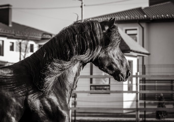 Black and white portrait of a beautiful Frisian stallion