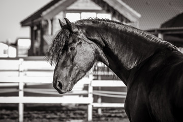 Black and white portrait of a beautiful Frisian stallion