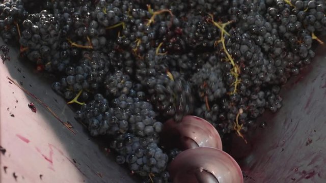Squeeze the grape with the press. Making wine at winery, close-up