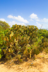 natural cactus on the "white hill" beach ceara brazil blue sky and sand