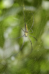 Giant Woodspider - Nephila pilipes, large colorful spider from Southeast Asia forests and woodlands.