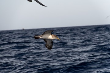 Gelbschnabeltaucher vor La Gomera