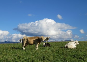 Allgäu