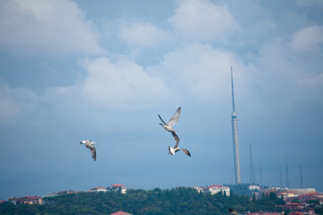 seagulls flying over the sea