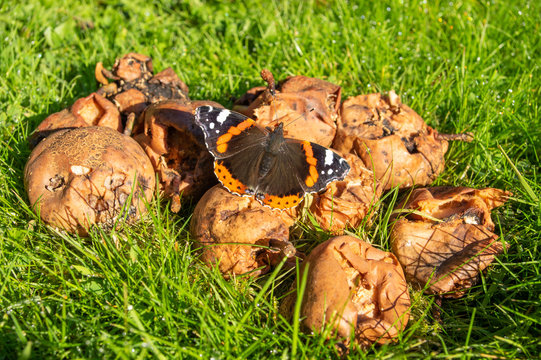 Red Admiral butterfly feeding on rotting fruit