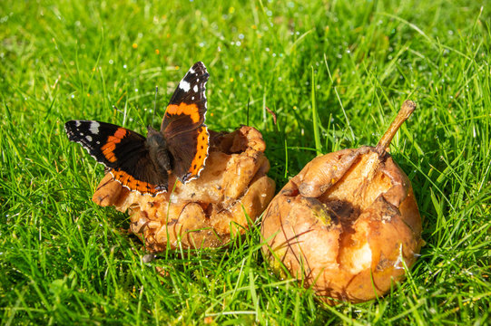 Red Admiral butterfly feeding on windfall fruit