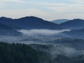 Mist above forest